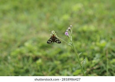 A small tiger moth with patterned black and yellow wings resting on a purple wildflower stem against blurred grass.