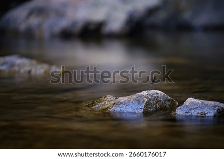a small tiny damselfly on small rock in the clean clear water bed of wellspring waterfall in watershed forest