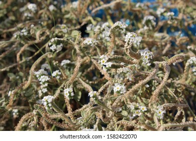 Small, tiny flowers on low shrubs.