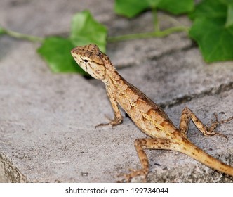 small tiny green orange brown wild small size tropical lizard resting under sunlight on concrete block floor in green area - Powered by Shutterstock - Get 15% off with code: PIKWIZARD15