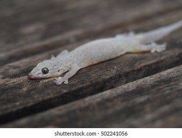 small tiny grey brown wild tropical house Lizard on dark brown wood fence construction of a country house standing still looking at camera