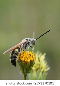 small, tiny insects enjoying the breeze 
