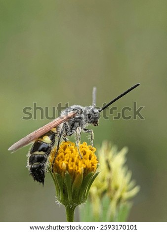 small, tiny insects enjoying the breeze 