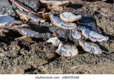 Small Tiny Red Crablike Bug On Stock Photo Edit Now 1084705568