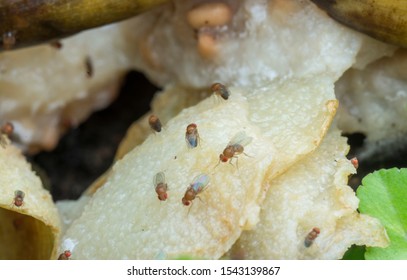 Small Tiny Red Fruit Gnats.