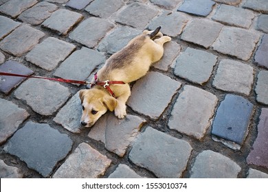 A Small  Tired Sad Dog On A Leash Lies On The Paving Stones