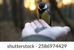 Small titmouse eating meal from arm of young girl against sunset at background. Little tomtit pecking food from a female hand at autumn. Woman feeding cute tit bird to sunflower seeds in forest