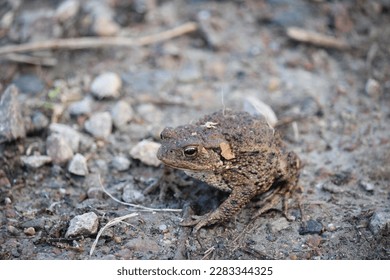 Small Toad in the middle of the road in the Scptrish Highlands.