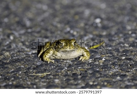 small toad on the road, small toad with warts on the body, green eyes of a frog, frog with warts, green Bufonidae from the front
