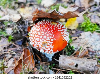 Small toadstool under a leaf in the spruce forest, domestic toadstool in the autumn forest, flora and fauna, nature conservation in the region
