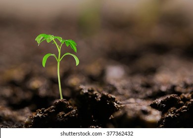 Small Tomato Seedling In The Ground