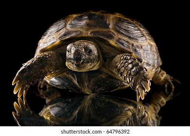 Small Tortoise Looking Camera Isolated On Stock Photo 64796392 ...