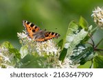 Small tortoiseshell butterfly (Aglais urticae) portrait. Beautiful British butterfly.