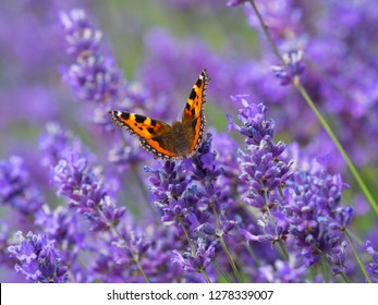 Small tortoiseshell butterfly (Aglais urticae) on lavender - Powered by Shutterstock