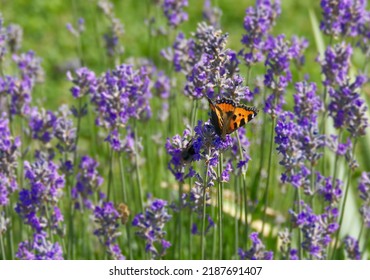 3 665件の Aglais Urticae の画像 写真素材 ベクター画像 Shutterstock