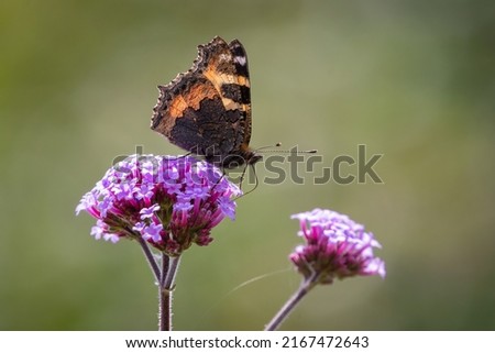 Small tortoiseshell butterfly (Aglais urticae) showing its ventral wing pattern, on purple flowers.