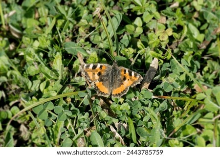 Small tortoiseshell butterfly (Aglais urticae) sitting on a grass field in Zurich, Switzerland