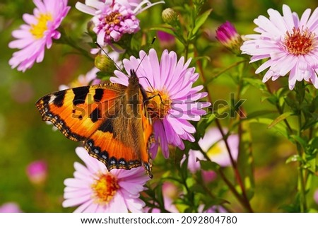 Small tortoiseshell butterfly on a flower. Aglais urticae, Nymphalis urticae.	