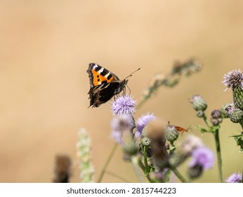 Small Tortoiseshell Butterfly on a Thistle
