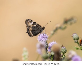Small Tortoiseshell Butterfly on a Thistle