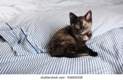 Small Tortoiseshell Kitten Playing on Striped Bed