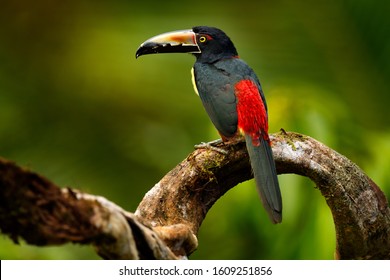 Aracari Images, Stock Photos & Vectors | Shutterstock