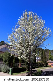 Small Town Street, Moss Vale  NSW Australia 20th September 2020