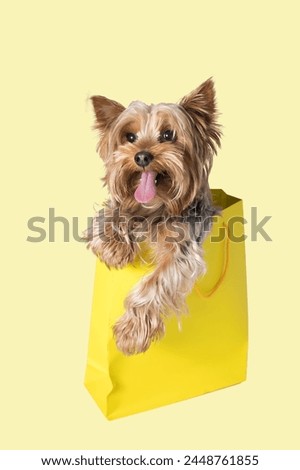 A small Toy dog, a member of the Canidae family and known as a Companion dog, is peeking out of a shopping bag while sniffing the air ストックフォト © 