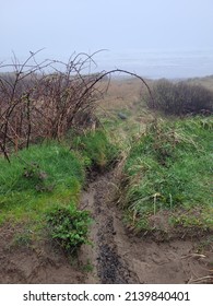 Small Trail Through Overgrown Bushes And Greenery.