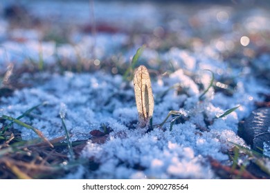 Small transparent leaf in the rays of back sunlight among ice crystals on fallen leaves and grass in the morning in December 