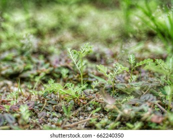 Small tree