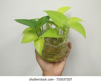 small tree