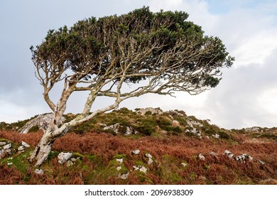 Small tree bent by a strong constant wind grows in a field. Life in rough conditions concept. Connemara, Ireland. Wild nature scene. Irish landscape.