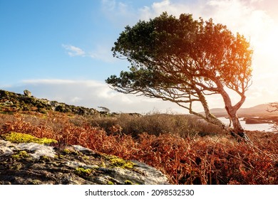 Small tree bent by a strong constant wind grows in a field. Life in rough conditions concept. Connemara, Ireland. Wild nature scene. Irish landscape. Sun flare.