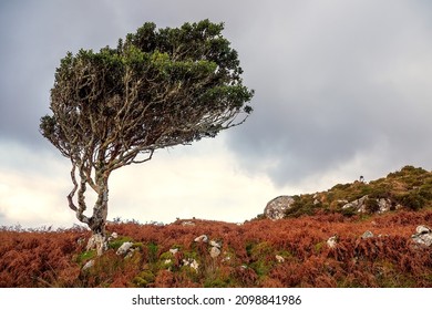 Small tree bent by a strong constant wind grows in a field. Life in rough conditions concept. Connemara, Ireland. Wild nature scene. Irish landscape.