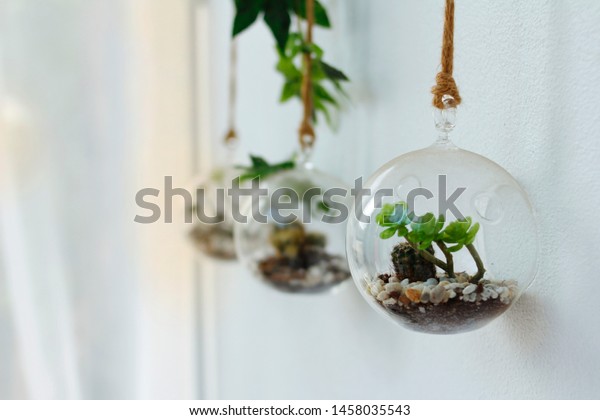 Small Tree Bonsai Round Glass Bottle Stock Photo Edit Now 1458035543