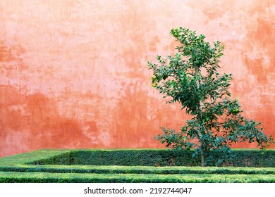 Small Tree With Boxwood Hedge In Front Of A Terracotta Colored Wall