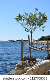 Small Tree by the Ocean