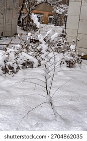 A small tree covered in snow in front of a building