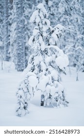 Small Tree Covered with a Thick Layer of Snow Standing in the Forest Filled with Snow