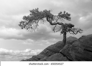 Small Tree Defying The Odds