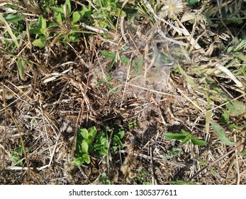 small tree in field