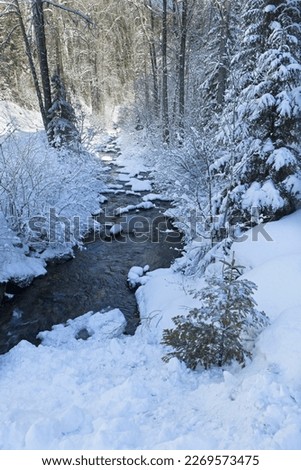 A small tree in the foreground of a mountain stream that flows through snow covered rocks and snow covered banks in north Idaho.
