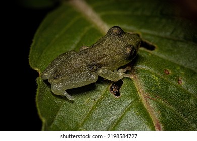 Small Tree Frog Of The Family Hylidae With Bad Limb Formation