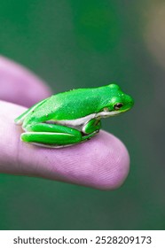 a small tree frog on the tip of finger
