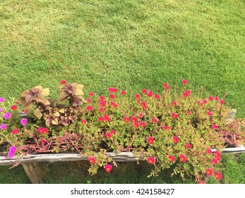 Small tree in a garden.