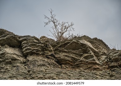 A small tree with a gray crown, grows on the edge of a cliff, with the sea as a background.