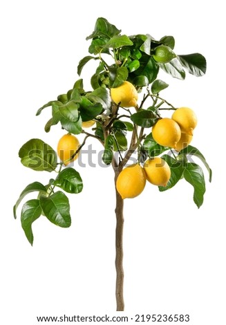 Small tree with green leaves and ripe yellow lemons growing against white background