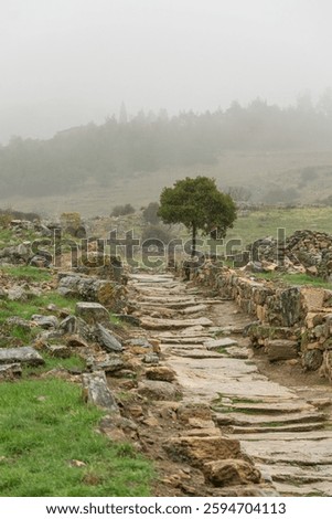 a small tree growing next to a stretch of ancient road in Hierapolis, Turkey