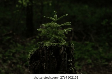 small tree growing on an old stump surrounded by moss symbolizing regeneration and natural life cycle